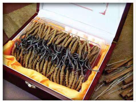 沁县冬虫夏草回收